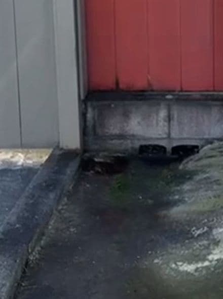 Green algae and dark grime on concrete around a gate and drain block in a shady side yard, before cleaning